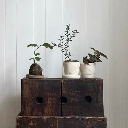 Olive Tree, Potted