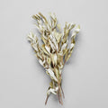 Dried Banksia Foliage