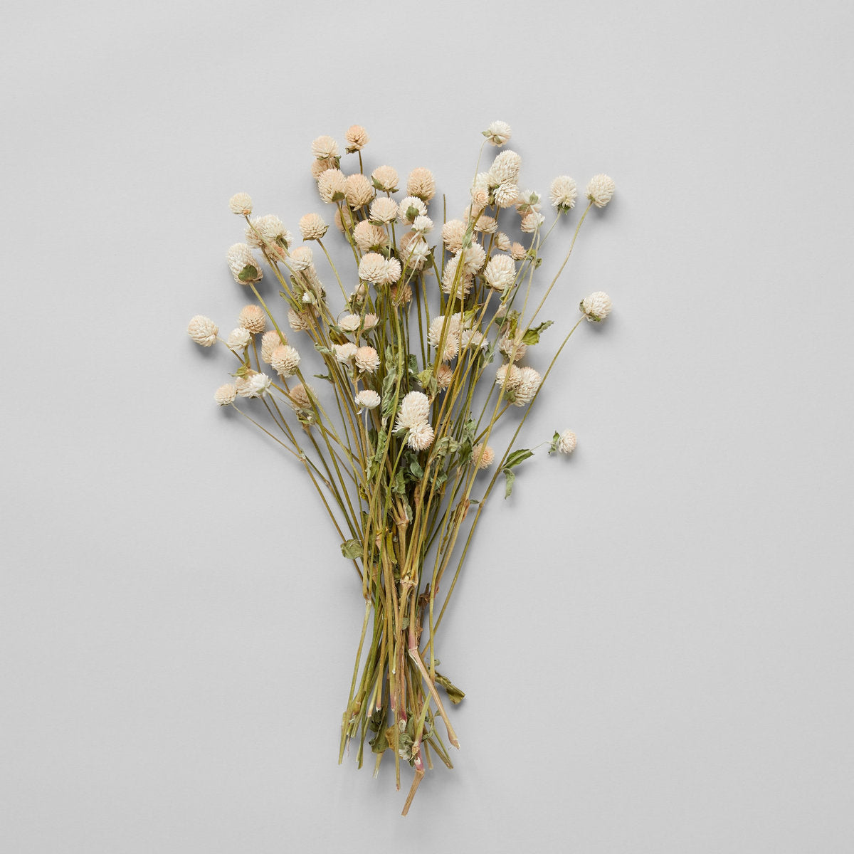Cream Globe Amaranthus