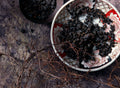 No. 183, Red Ali Shan Oolong