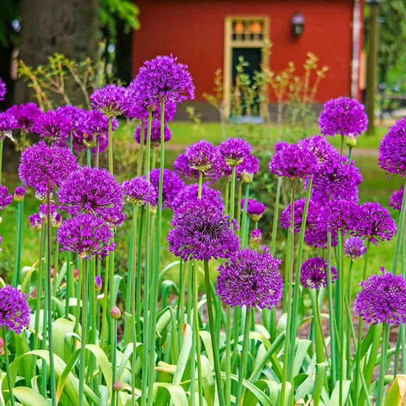 Persian Blue™  Allium