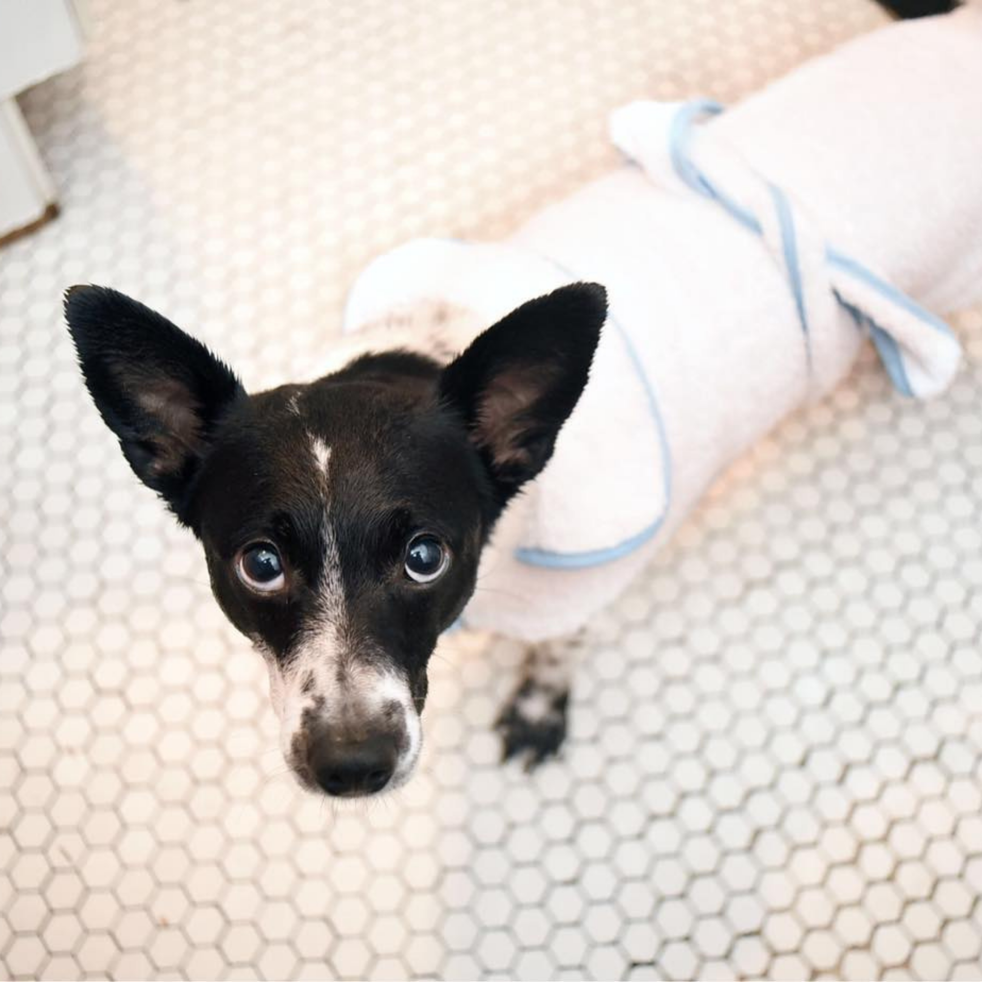 Terry Cloth Dog Bath Robe