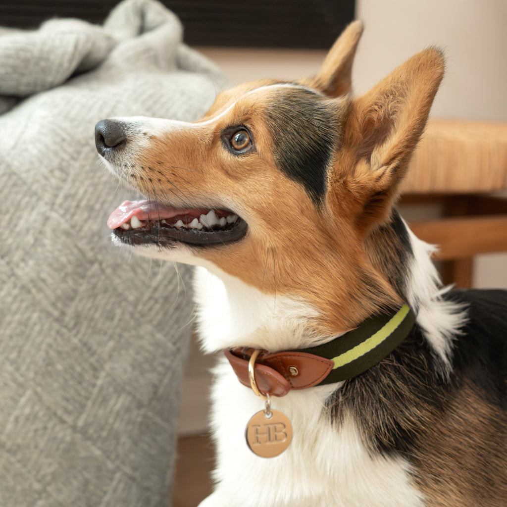 Duo Color Signature Stripe Collar