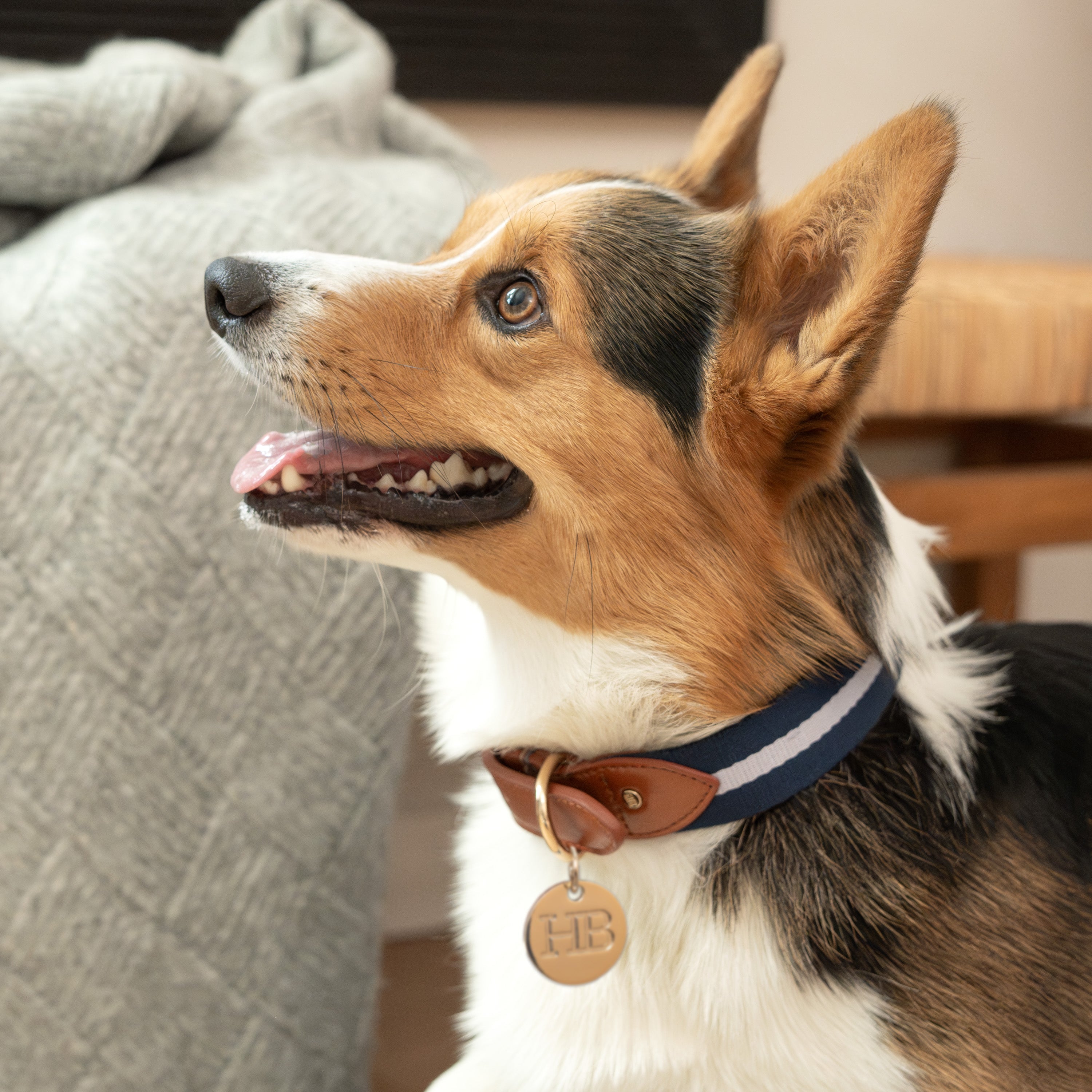 Duo Color Signature Stripe Collar