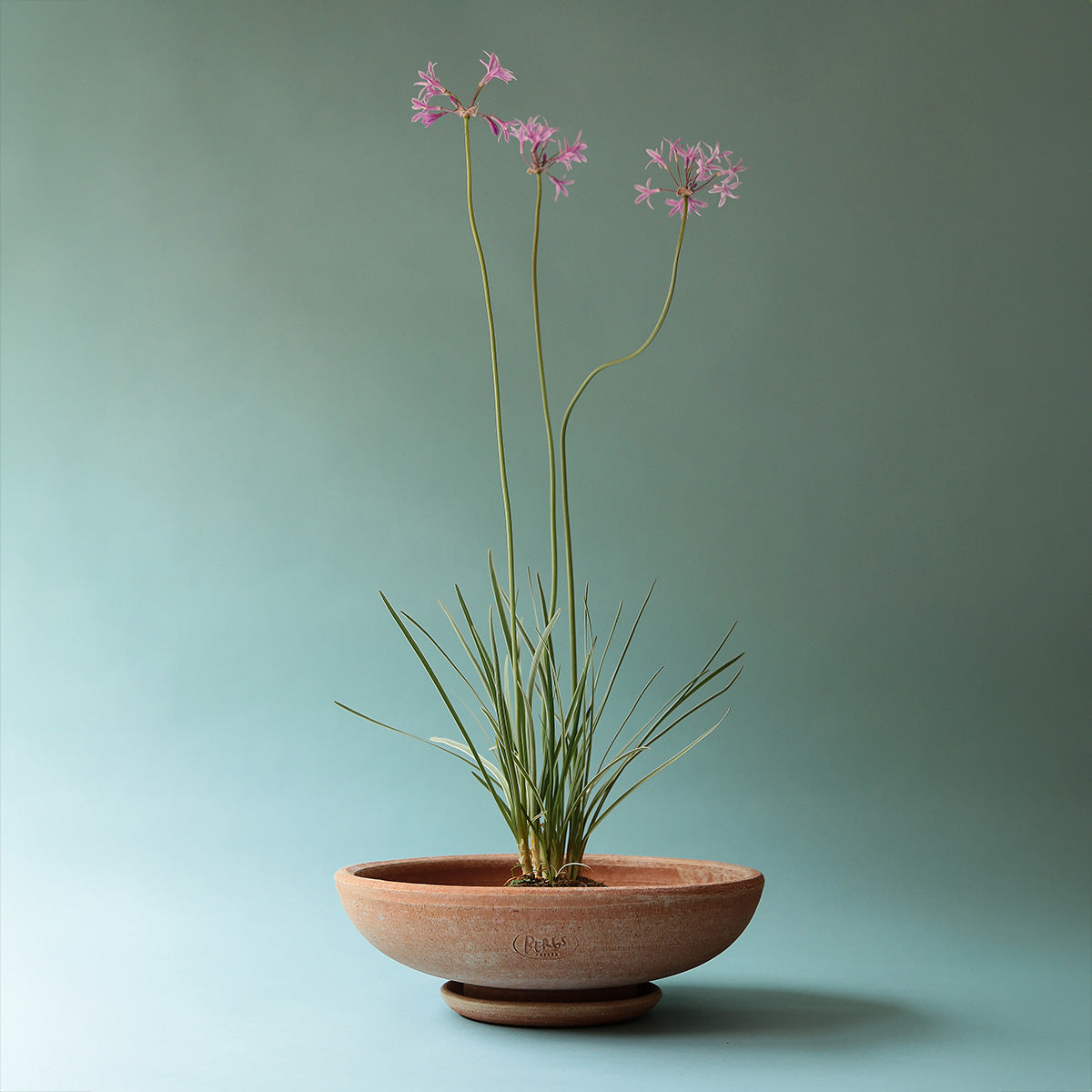 Ada Ø30 Bowl & Saucer