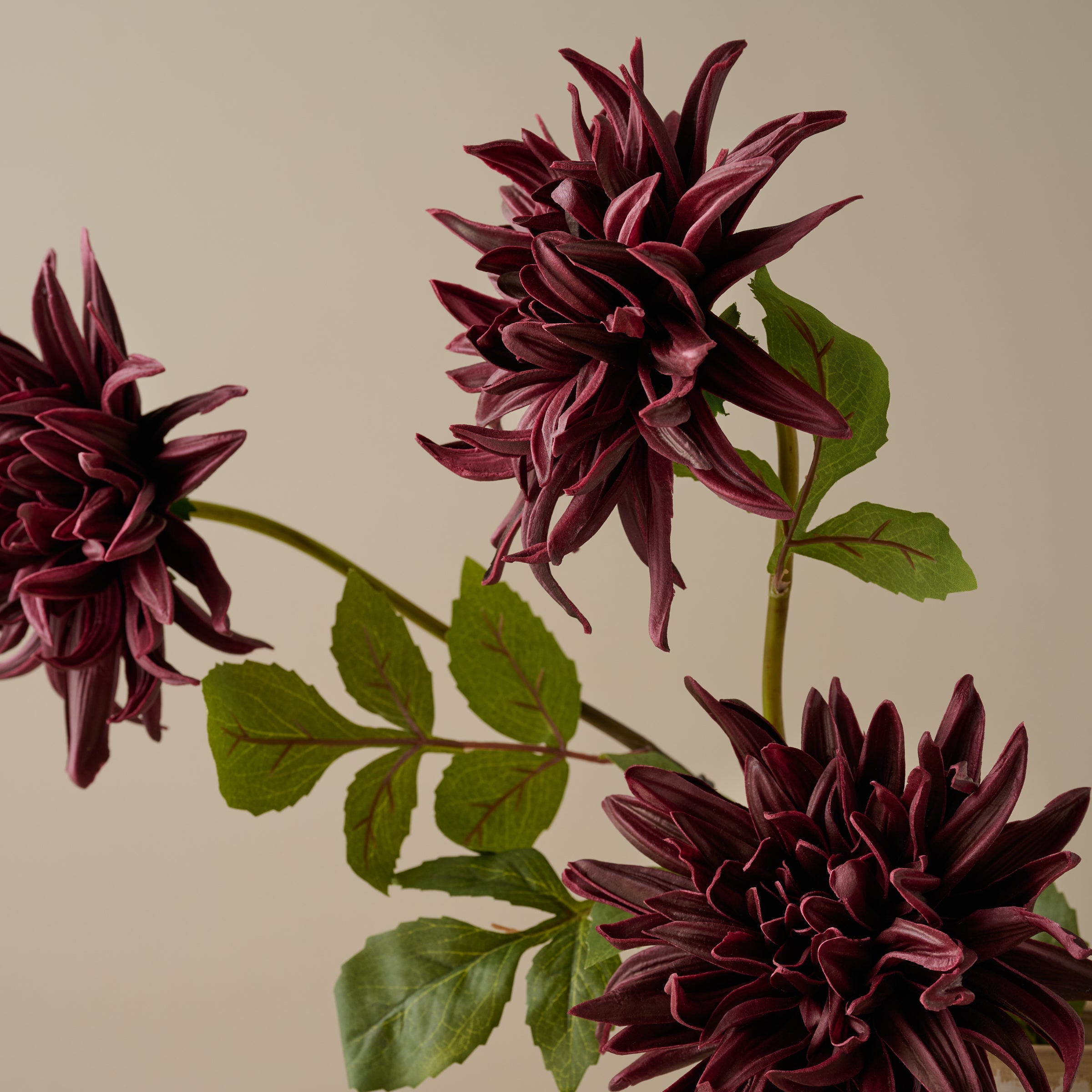 Autumnal Dahlia
