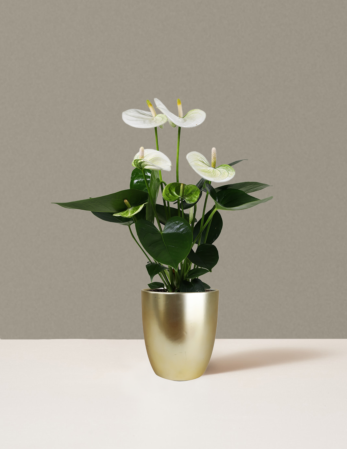 White Anthurium