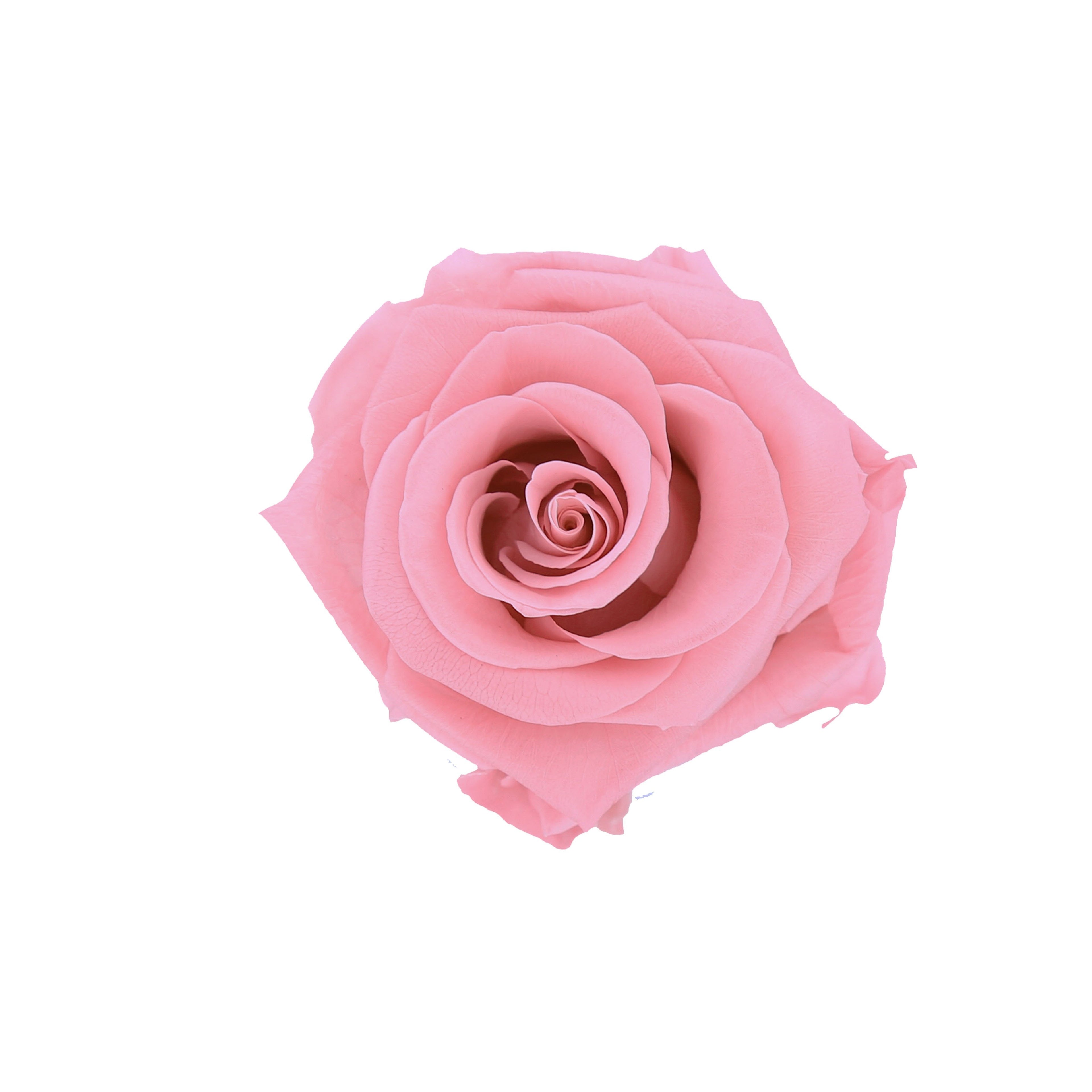 16 Rose Box
