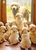 Mother's Day Greeting Card Mom At Door