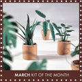 Paper Plants