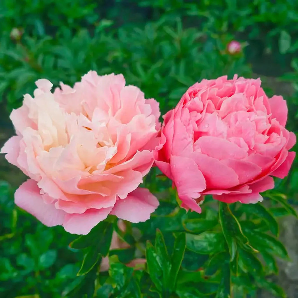 Pink Hawaiian Coral Peony