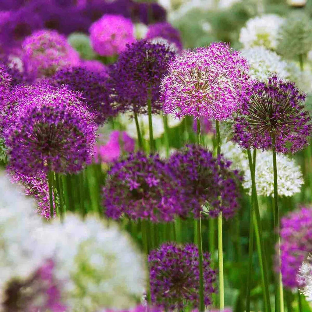 2 Months of Alliums Mixture