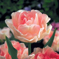 Angelique Tulip