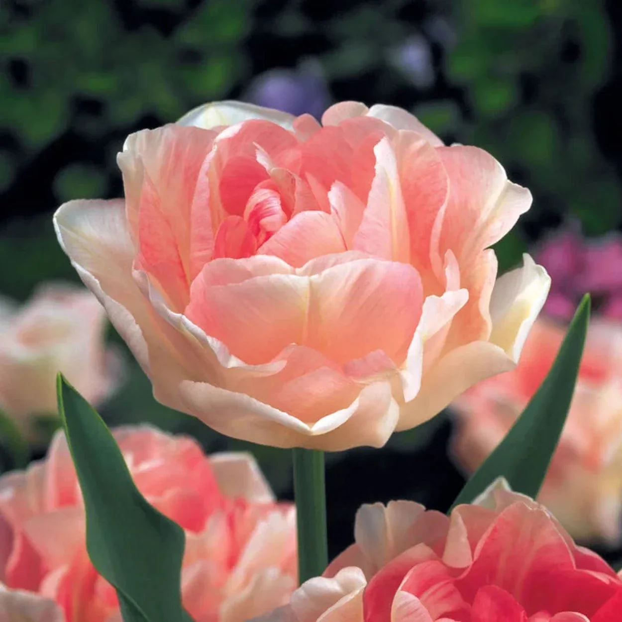 Angelique Tulip
