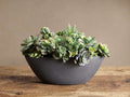 Faux Mix Succulent in Oval Planter