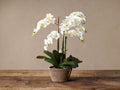 Faux White Phalaenopsis Orchid in Rustic Pot