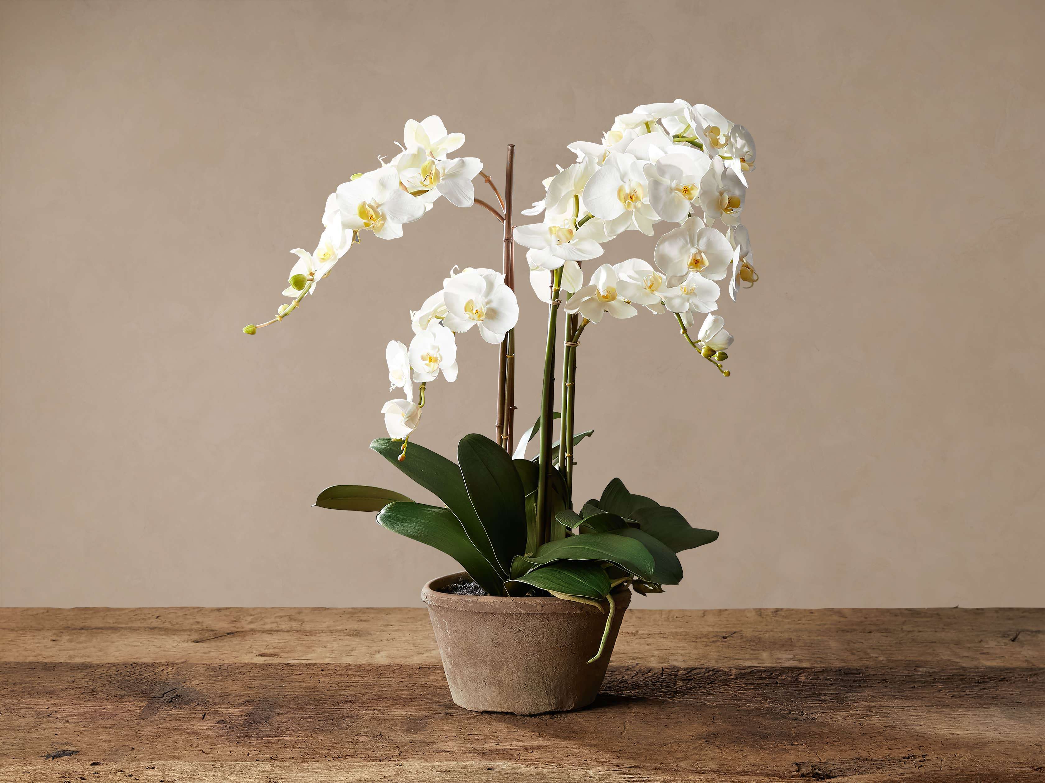 Faux White Phalaenopsis Orchid in Rustic Pot