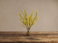 Forsythia in Glass