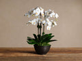 Faux White Orchids in Bronze Terracotta Bowl