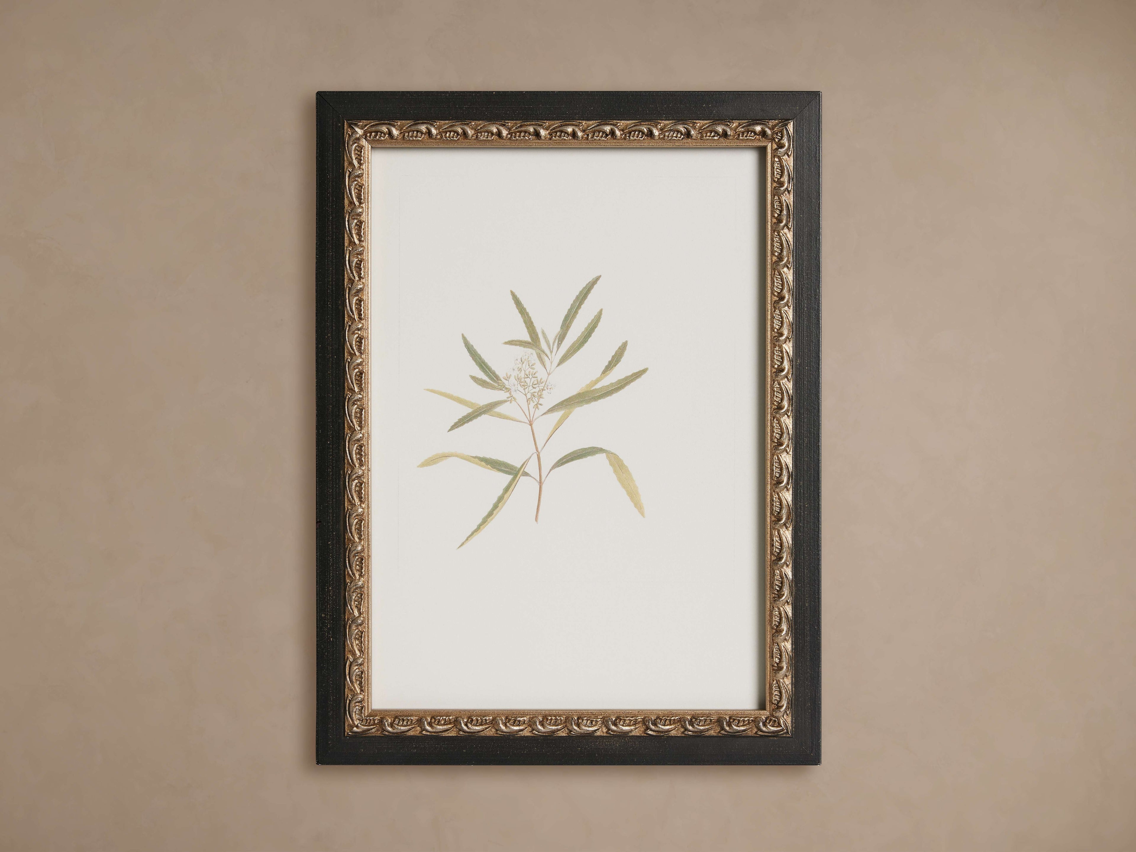 Thistle Framed Print
