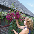 Purple Prince Lily Tree®
