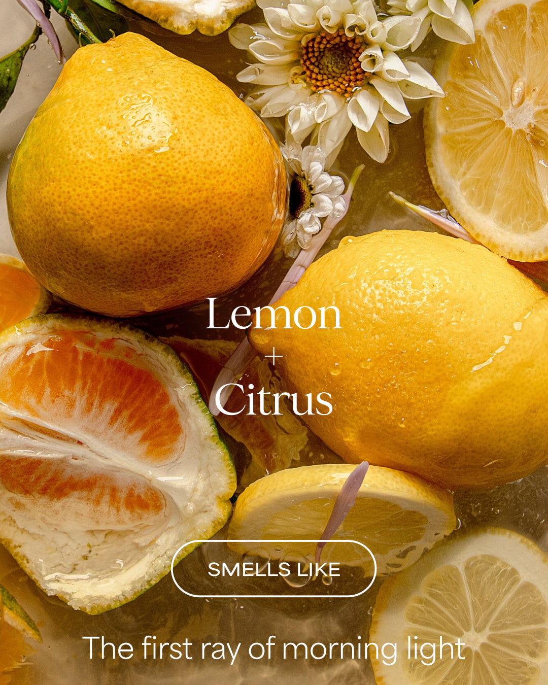 Lemon Citrus Energizer Body Wash | Lemon + Citrus | 20 fl oz