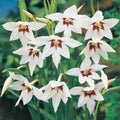 Abyssinian Gladiolus Bulbs