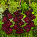 Black Star Gladiolus Bulbs