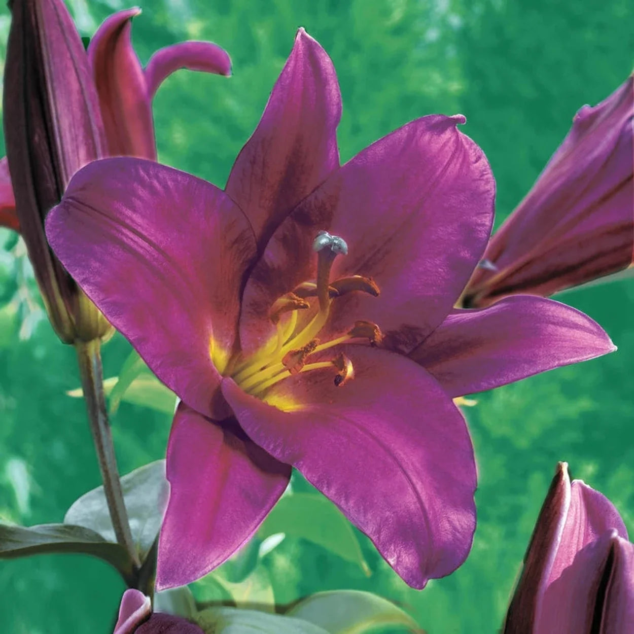 Purple Prince Lily Tree®