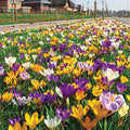 2 Months of Flowering Crocus