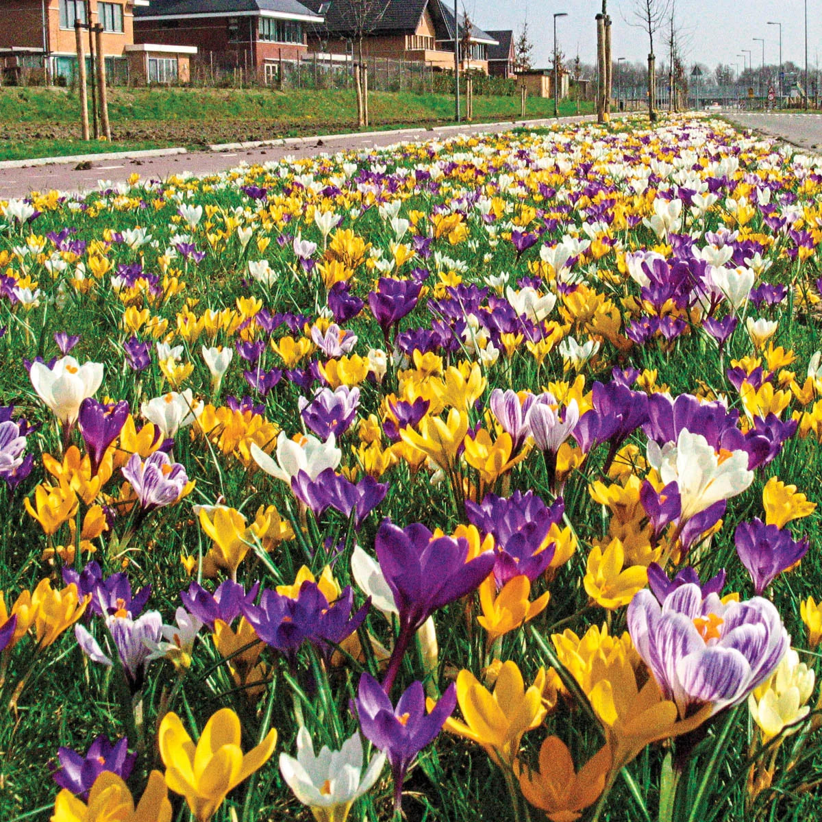 2 Months of Flowering Crocus
