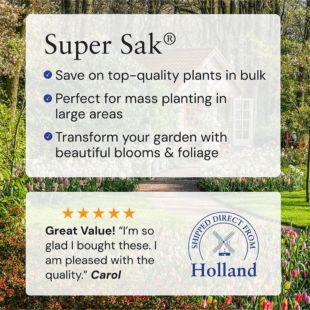 Blue Grape Hyacinth Super Sak®