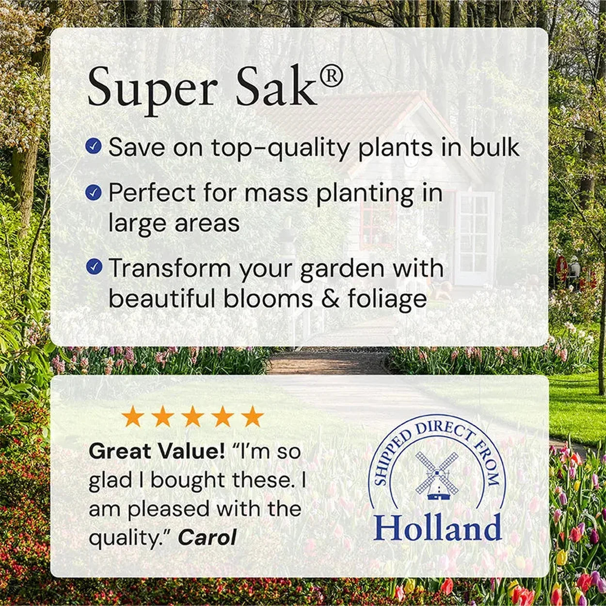 Blue Grape Hyacinth Super Sak®