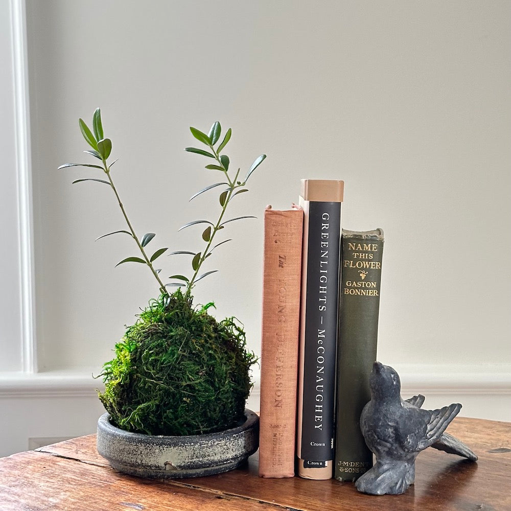 Olive Tree Kokedama