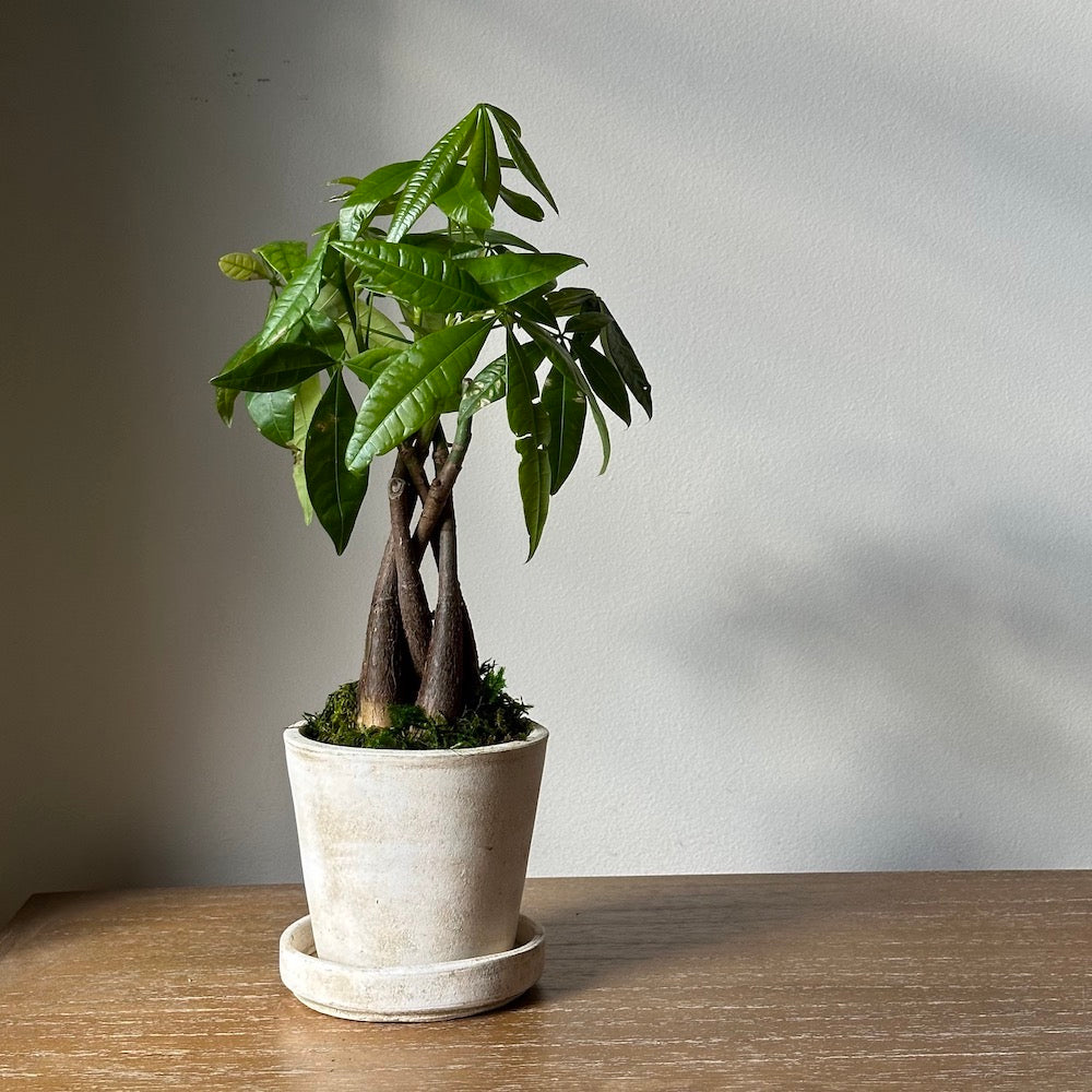 Braided Money Tree, Potted