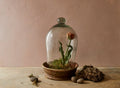 Aged Terracotta & Hand Blown Glass Terrarium