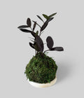 Black Raven ZZ Kokedama
