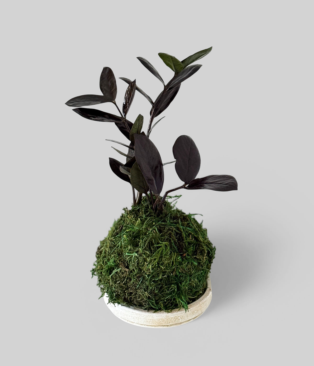 Black Raven ZZ Kokedama