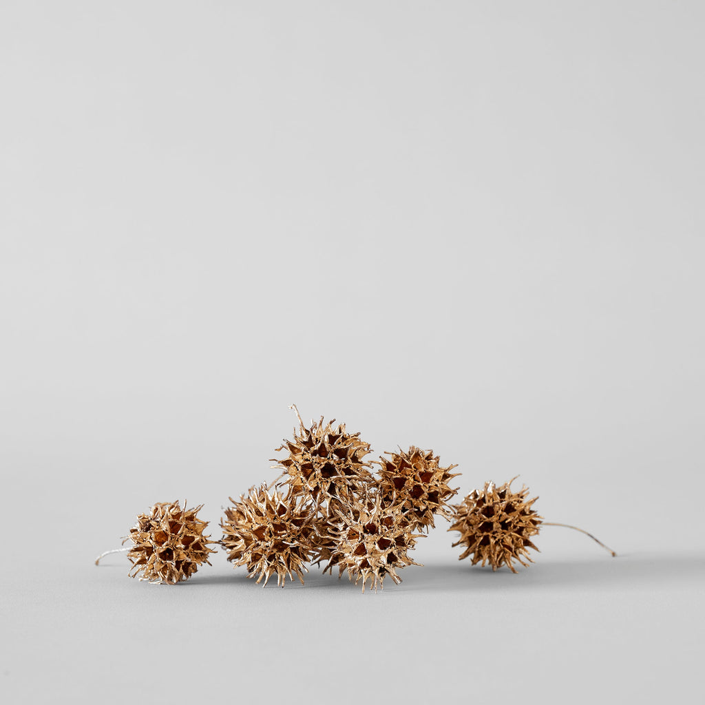 Goldleaf Sweet Gum Balls