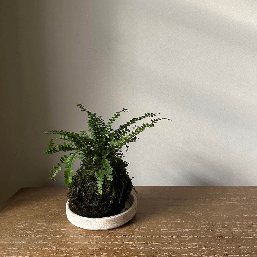 Lemon Button Fern Kokedama