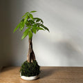 Braided Money Tree  Kokedama