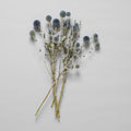 Dried Globe Thistle