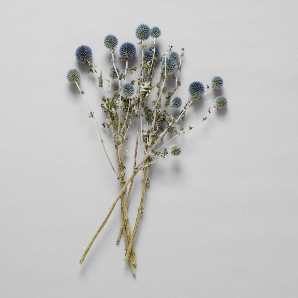 Dried Globe Thistle