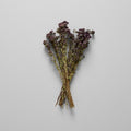 Dried Purple Blooming Oregano