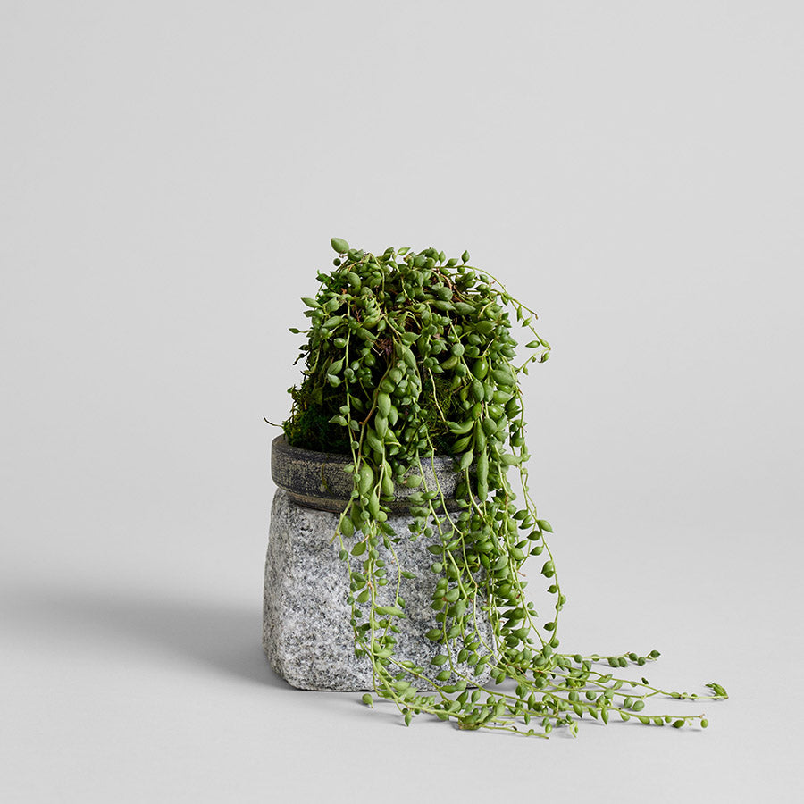 String of Pearls Kokedama