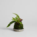 Staghorn Fern Kokedama