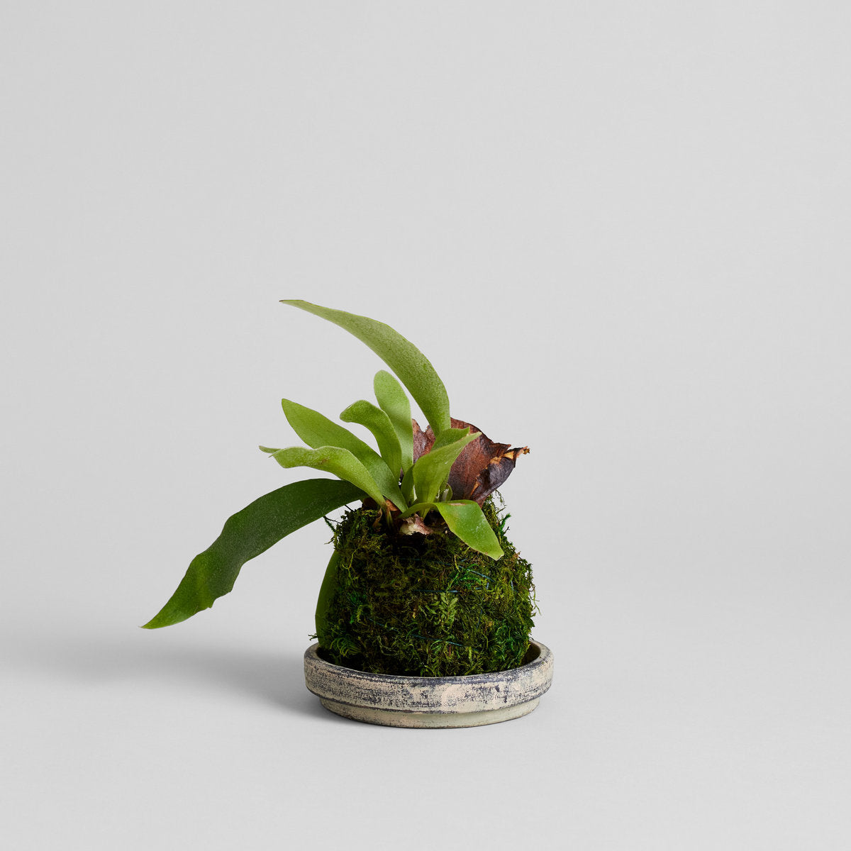 Staghorn Fern Kokedama