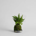Asparagus Fern Kokedama