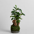 Ficus Bonsai Kokedama