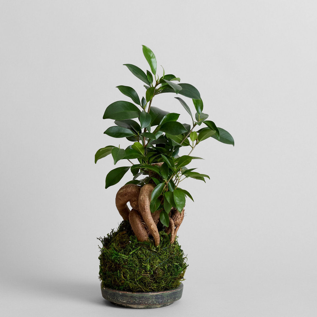 Ficus Bonsai Kokedama